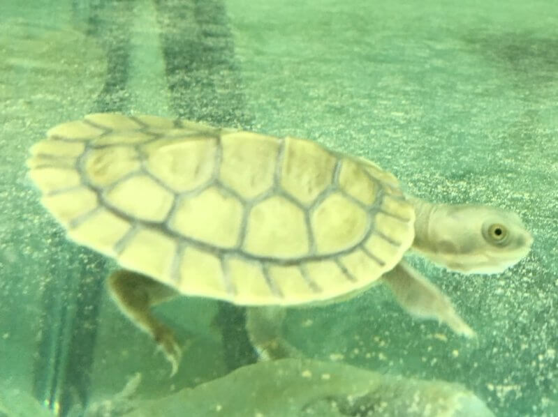 Baby Pet Turtle Melbourne in Turtle Aquarium