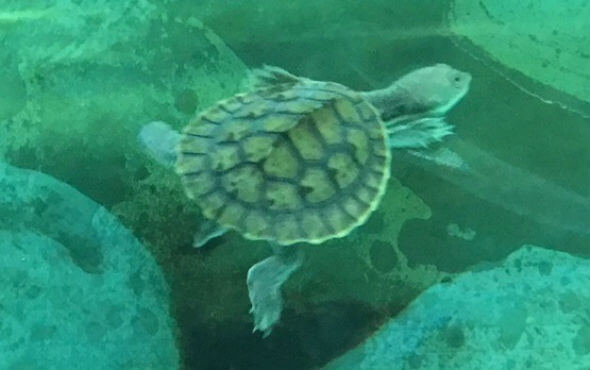 Turtles Melbourne in Turtle Tank