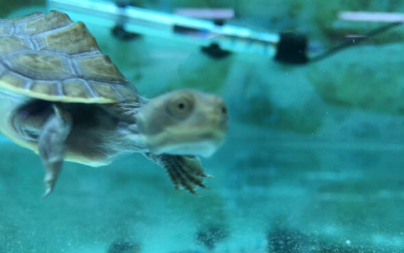 Turtles Melbourne - Turtle Closeup