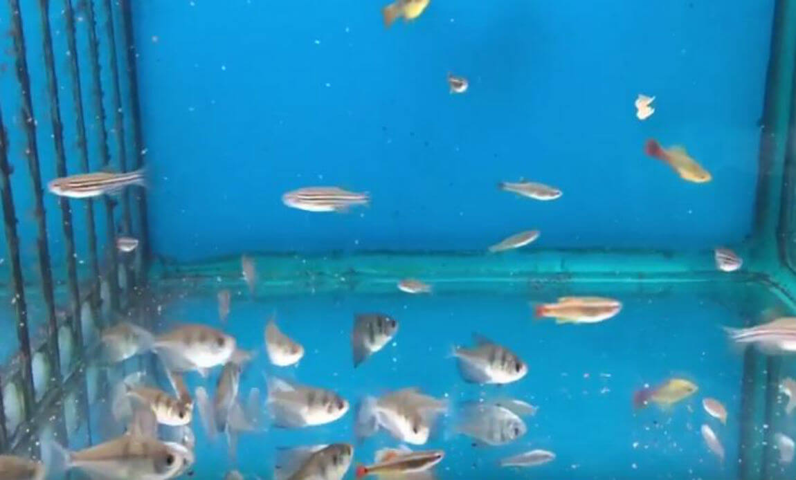 Aquarium Supplies | Live Fish