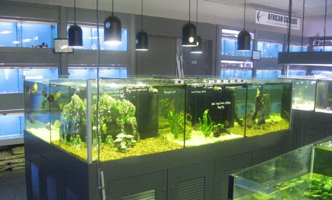 Aquarium Supplies | Aquarium Plants