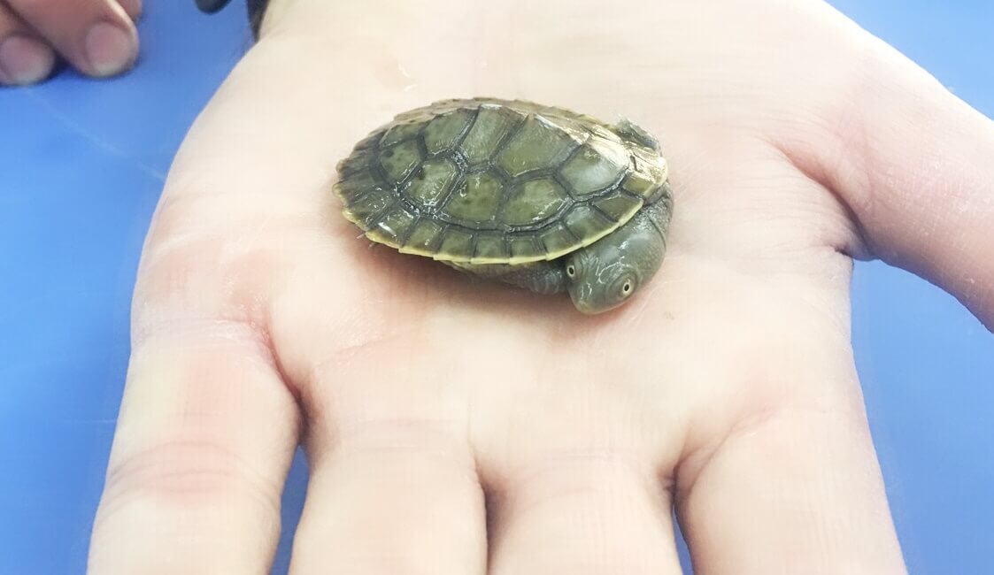 Baby Turtles melbourne