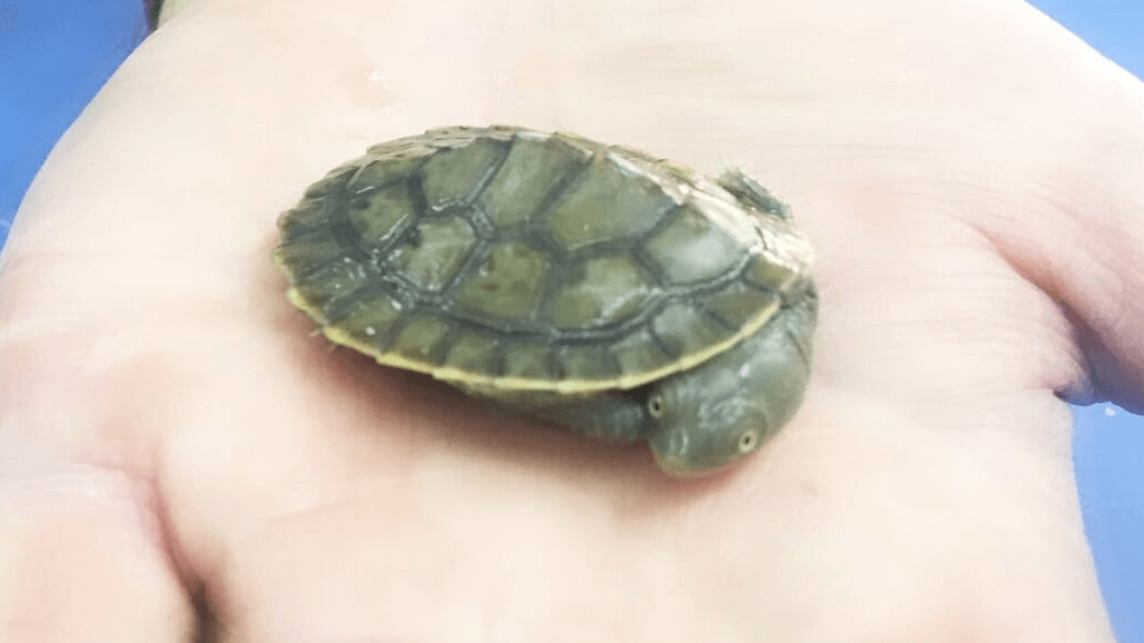 Turtle Tank Melbourne – Baby Turtle on Palm