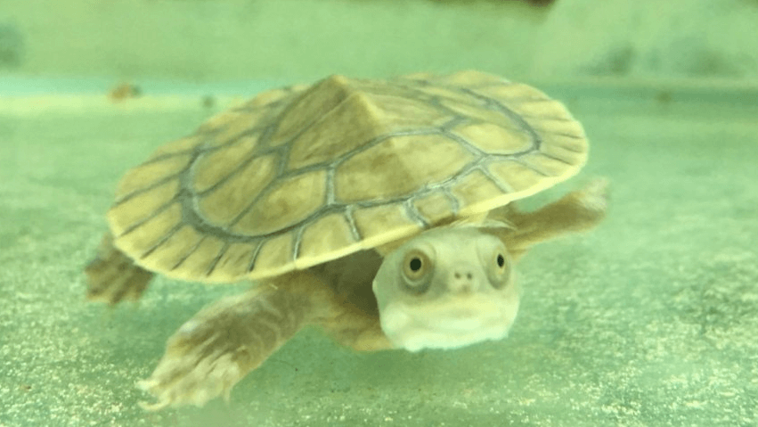 Turtle Tank Melbourne - Swimming Turtle