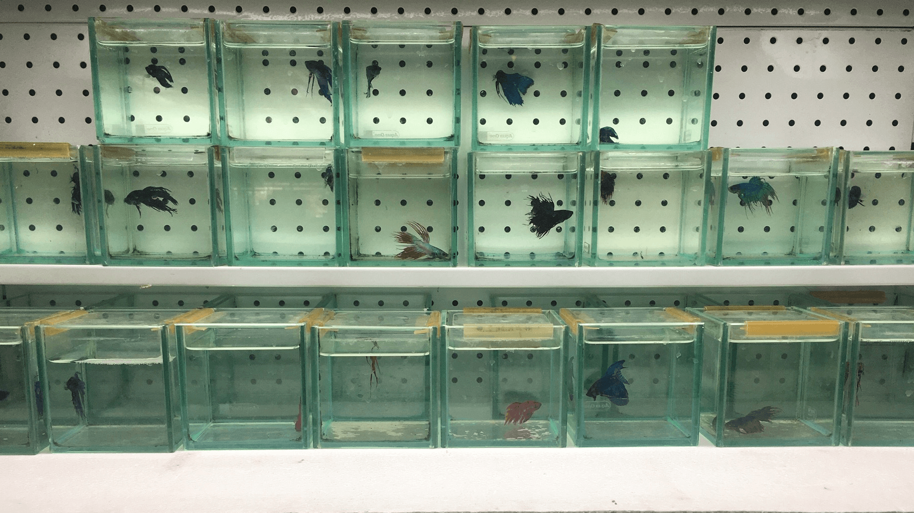Fighting Fish Melbourne  We stock a full range of Betta Species