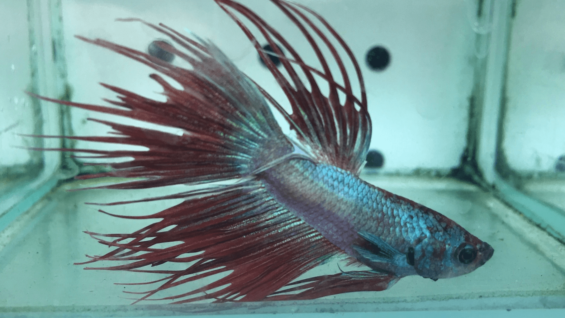 Fighting Fish Melbourne - Red Veil