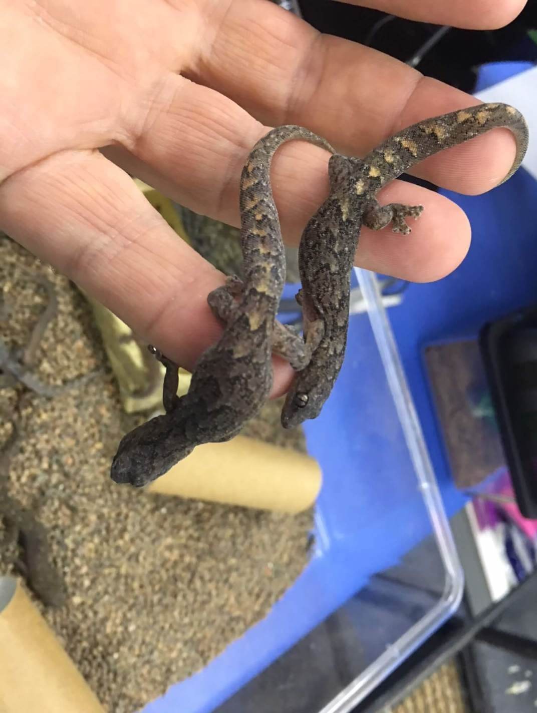 Marble Gecko For Sale Melbourne 
