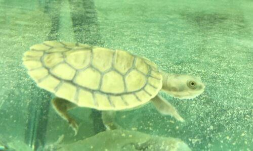 Baby Turtles Melbourne - Swimming Turtles
