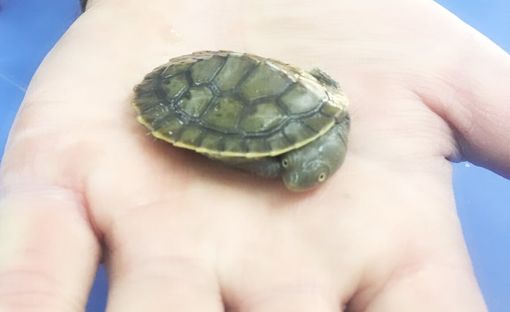 Baby Pet Turtle Melbourne on Palm