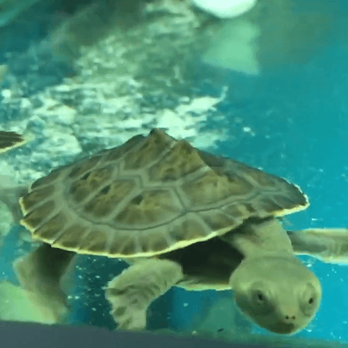 Baby Pet Turtles Melbourne