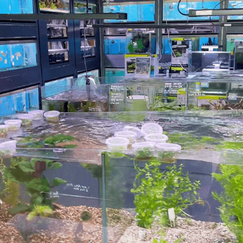 Aquarium Shop Melbourne 6