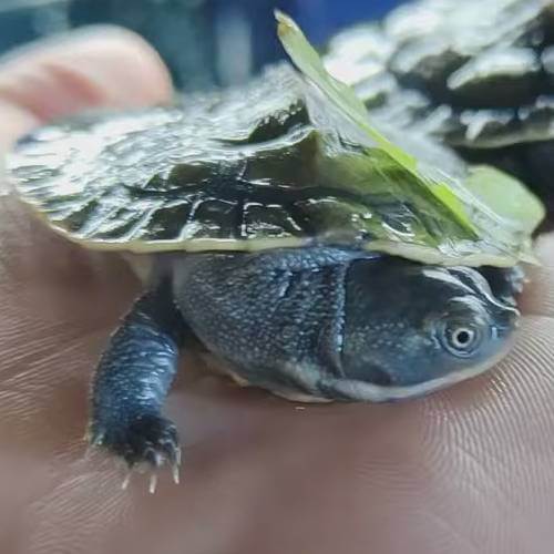 baby-pet-turtles-melbourne