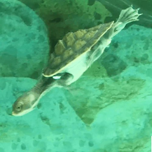 Turtle Aquarium Melbourne 1