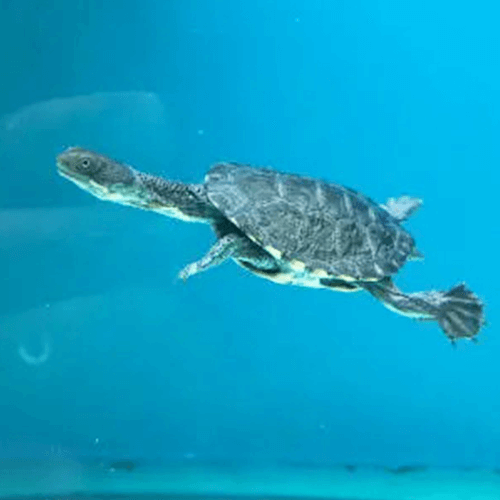 Turtle Aquarium Melbourne 2