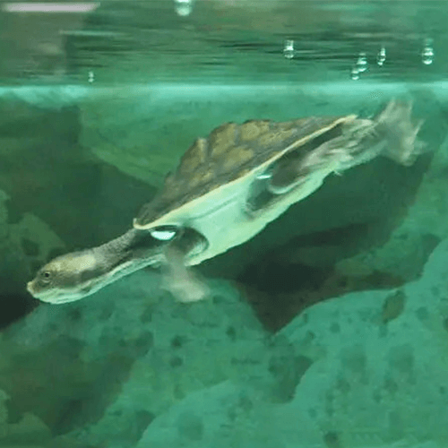 Turtle Aquarium Melbourne 3