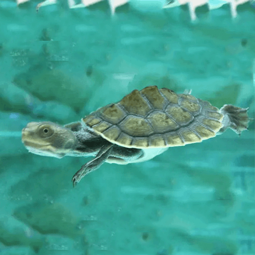 Turtle Aquarium Melbourne 4