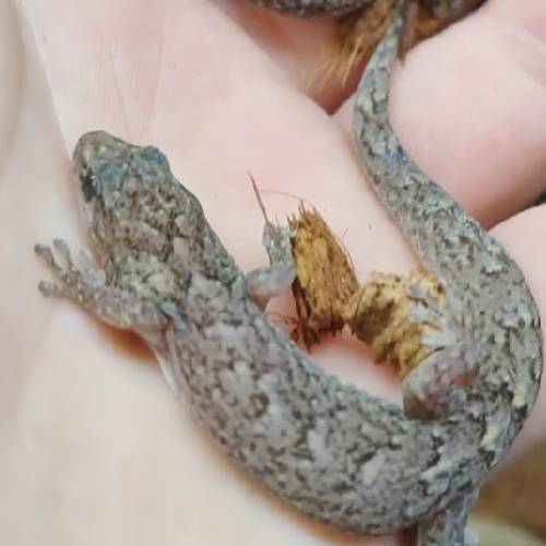 pet gecko melbourne (1)