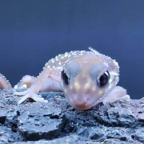 pet gecko melbourne (3)