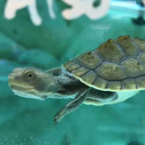 turtle enclosure melbourne 5 (3)
