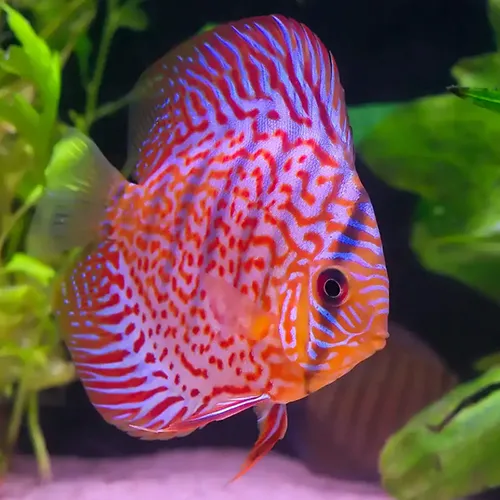 Tropical Fish 